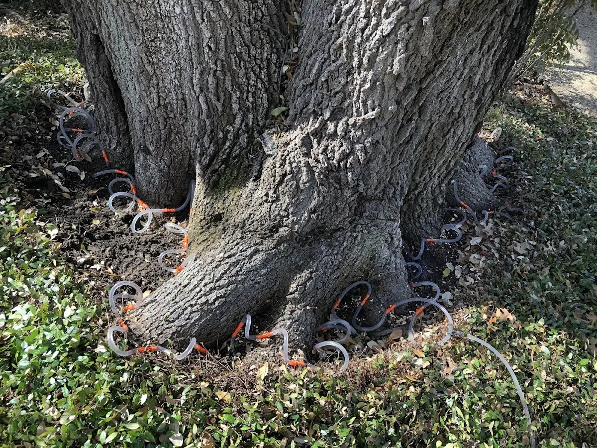 Detailed Tree Cabling and Bracing job site in Waynesburg
